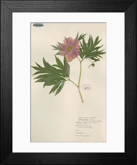 Framed Print : Paeonia veitchii, veitchii peony Framed Print : Paeonia veitchii, veitchii peony