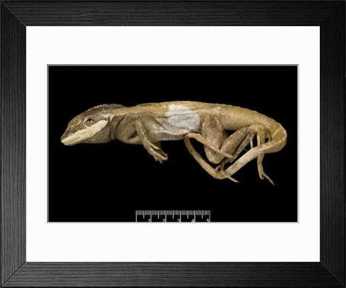 Framed Print : Lophognathus gilberti, gilberts dragon Framed Print : Lophognathus gilberti, gilberts dragon