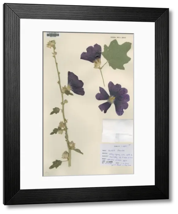 Framed Print : Alcaea pallida Framed Print : Alcaea pallida