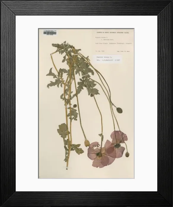 Framed Print : Papaver rhoeas L, corn poppy Framed Print : Papaver rhoeas L, corn poppy