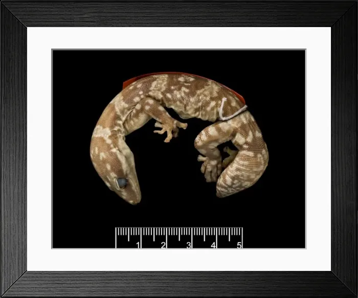 Framed Print : Oedura marmorata, marbled velvet gecko