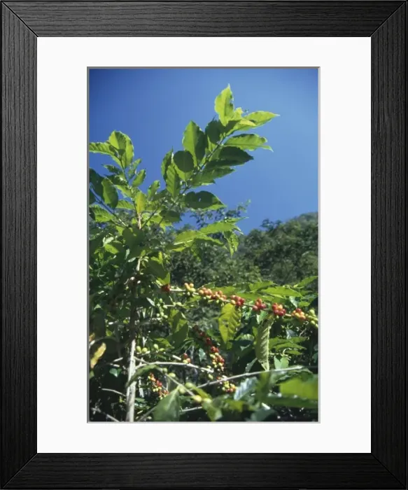 Framed Print : Coffea arabica (coffee plant) Framed Print : Coffea arabica (coffee plant)