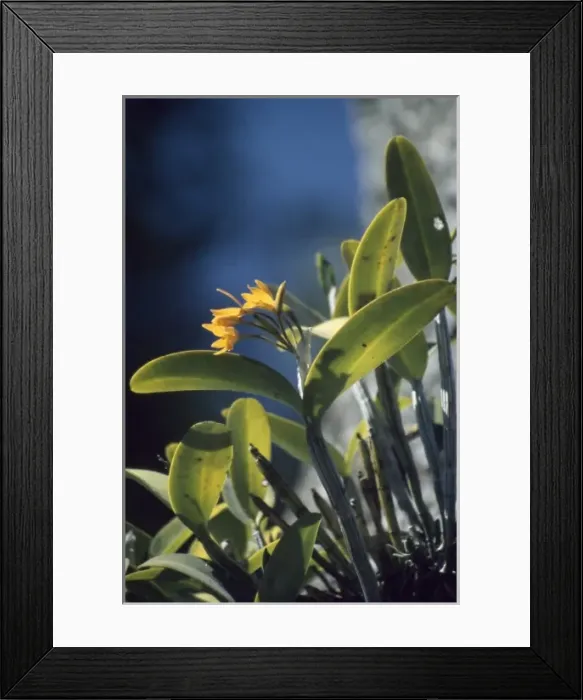 Framed Print : Cattleya aurantiaca (orchid) Framed Print : Cattleya aurantiaca (orchid)