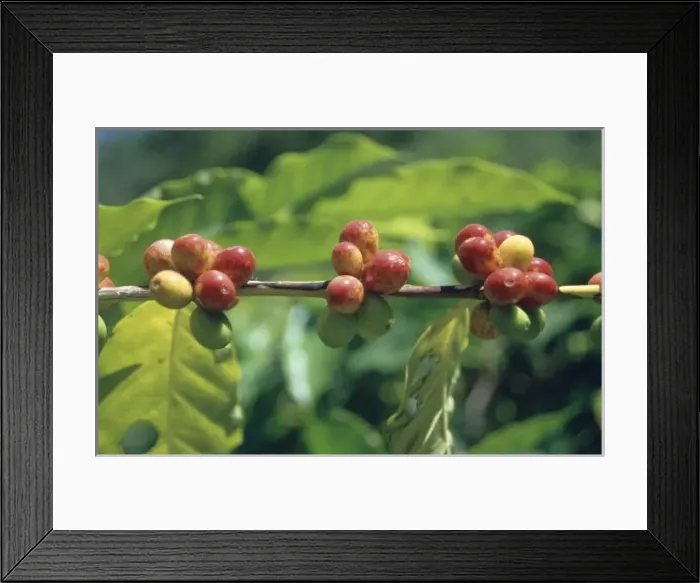Framed Print : Coffea canephora Pierrre ex Fr-hner Framed Print : Coffea canephora Pierrre ex Fr-hner