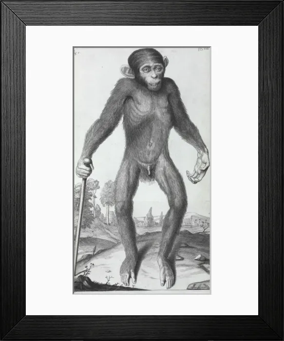 Framed Print : Pongo pygmaeus, orang-outang Framed Print : Pongo pygmaeus, orang-outang