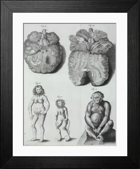 Framed Print : Pongo pygmaeus, orang-outang Framed Print : Pongo pygmaeus, orang-outang