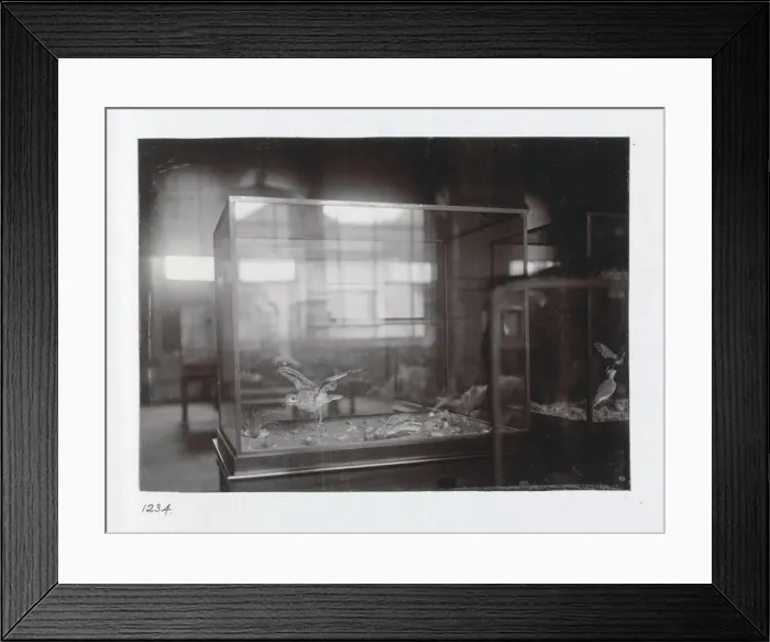 Framed Print : The Bird Gallery at The Natural History Museum, London. 1944 Framed Print : The Bird Gallery at The Natural History Museum, London. 1944