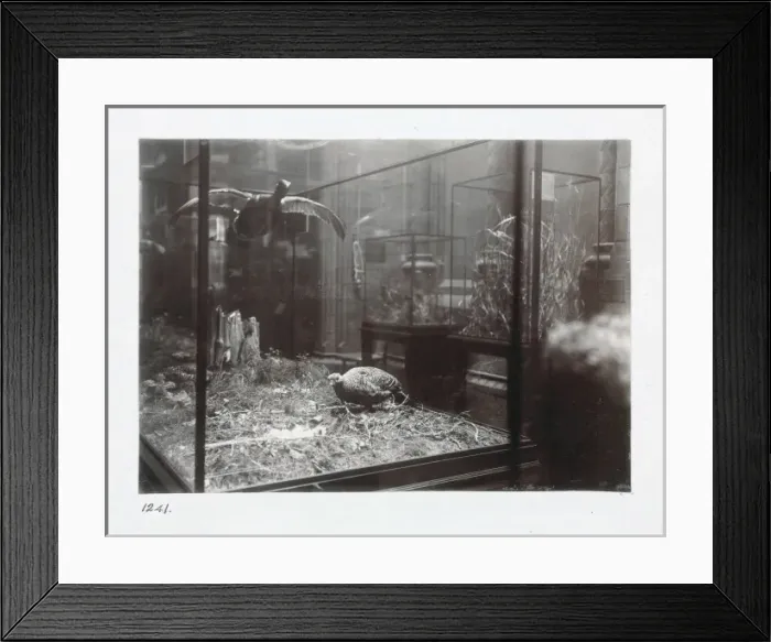 Framed Print : The Bird Gallery at The Natural History Museum, London. 1944 Framed Print : The Bird Gallery at The Natural History Museum, London. 1944