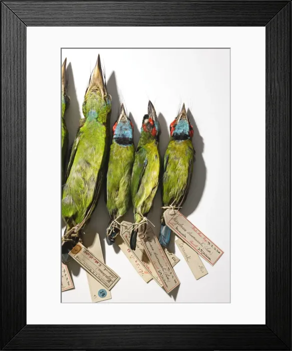 Framed Print : Wallaces birds Framed Print : Wallaces birds