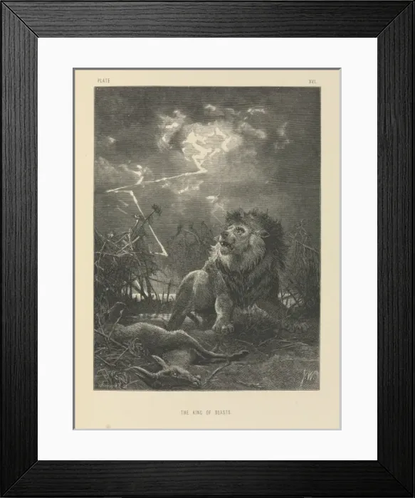 Framed Print : The King of Beasts Framed Print : The King of Beasts