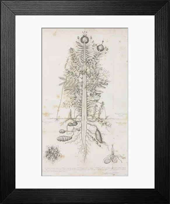 Framed Print : Composite Plant illustration Framed Print : Composite Plant illustration