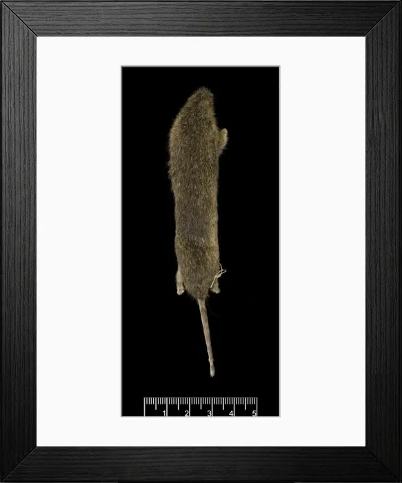 Framed Print : Monodelphis fosteri, shrewish short-tailed opossum Framed Print : Monodelphis fosteri, shrewish short-tailed opossum
