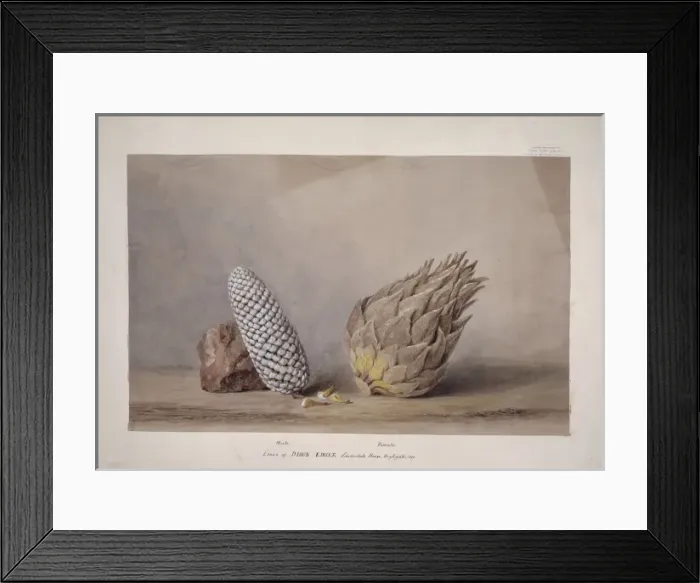 Framed Print : Dioon edule, chestnut dioon Framed Print : Dioon edule, chestnut dioon