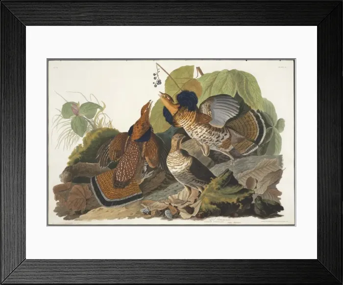 Framed Print : Bonasa umbellus, ruffed grouse Framed Print : Bonasa umbellus, ruffed grouse