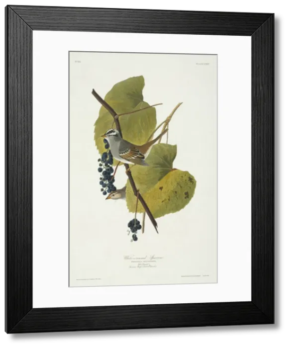 Framed Print : Zonotrichia leucophrys, white crowned sparrow Framed Print : Zonotrichia leucophrys, white crowned sparrow