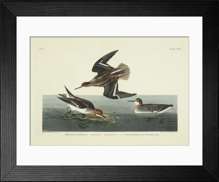 Framed Print : Phalaropus lobatus, red-necked phalarope Framed Print : Phalaropus lobatus, red-necked phalarope
