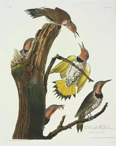 Colaptes auratus, northern flicker