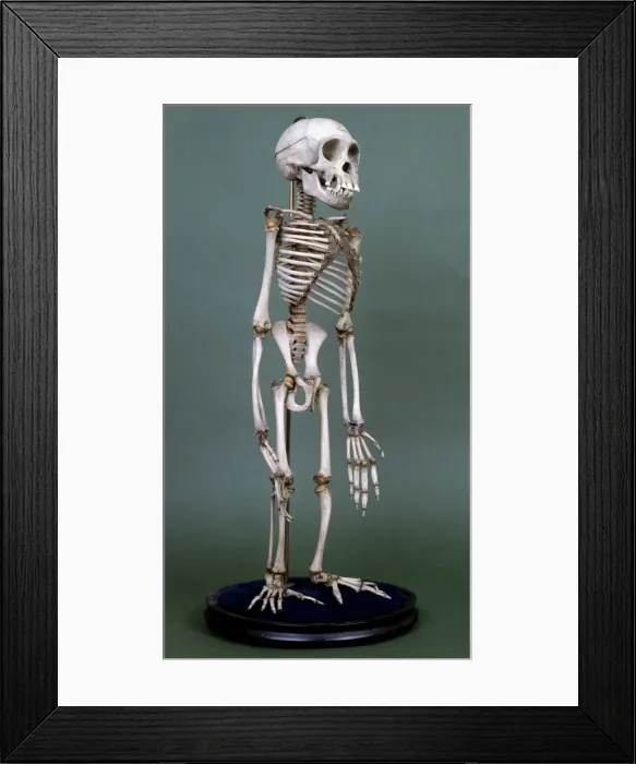 Framed Print : Pan troglodytes, chimpanzee Framed Print : Pan troglodytes, chimpanzee