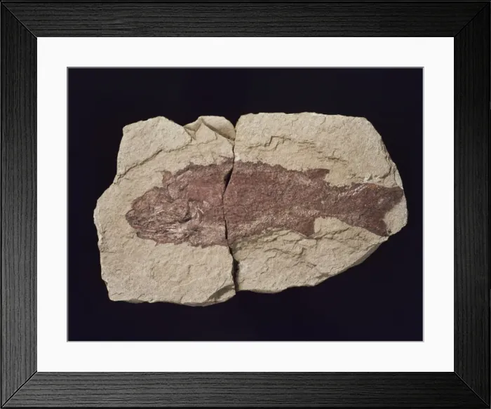 Framed Print : Cheirolepis, fossil fish Framed Print : Cheirolepis, fossil fish