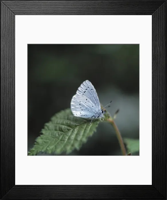 Framed Print : Celastrina argiolus, holly blue butterfly Framed Print : Celastrina argiolus, holly blue butterfly