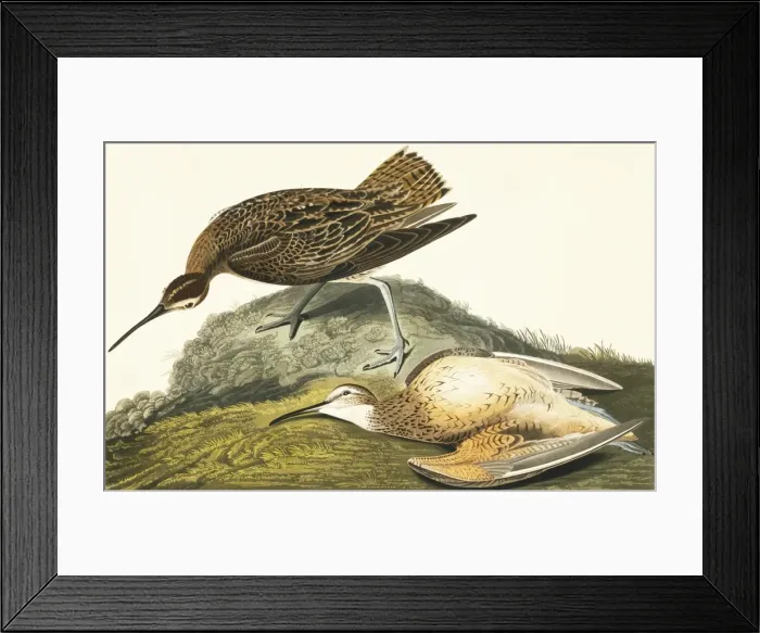 Framed Print : Numenius borealis, Eskimo curlew Framed Print : Numenius borealis, Eskimo curlew