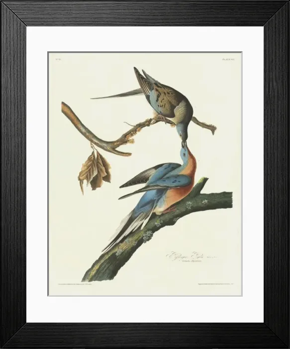Framed Print : Ectopistes migratorius, passenger pigeon Framed Print : Ectopistes migratorius, passenger pigeon