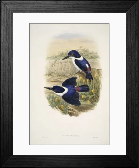 Framed Print : Todiramphus leucopygius, ultramarine kingfisher