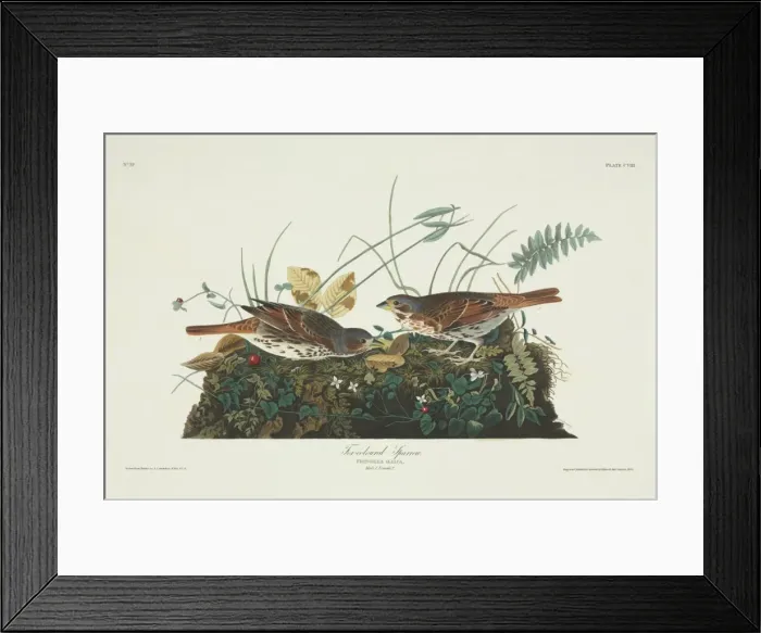 Framed Print : Passerella iliaca, fox sparrow Framed Print : Passerella iliaca, fox sparrow