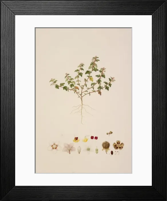 Framed Print : Dendrocide excelsea (Wedd. ) Chew in Gard. Bull. Singapore Framed Print : Dendrocide excelsea (Wedd. ) Chew in Gard. Bull. Singapore