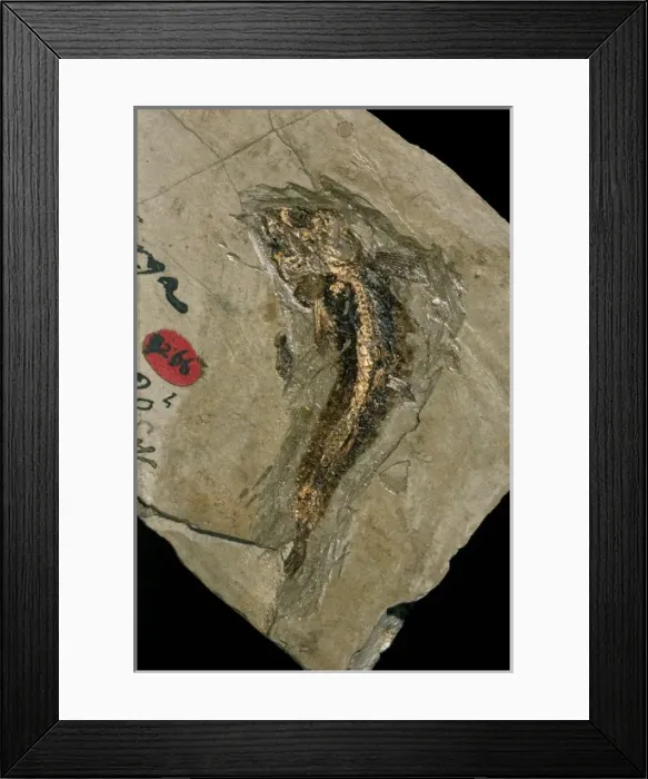 Framed Print : Lycoptera, bony fish fossil Framed Print : Lycoptera, bony fish fossil