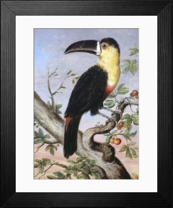 Framed Print : Ramphastos vitellinus, channel-billed toucan Framed Print : Ramphastos vitellinus, channel-billed toucan