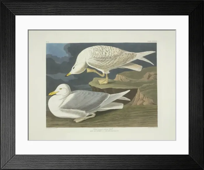 Framed Print : Larus glaucoides, Iceland gull Framed Print : Larus glaucoides, Iceland gull
