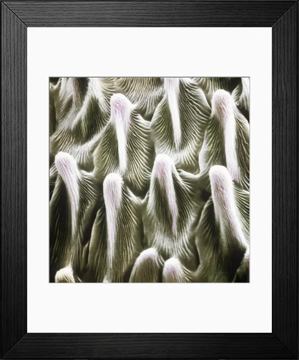 Framed Print : Bellis perenis, daisy petal Framed Print : Bellis perenis, daisy petal