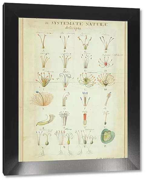 Carl Linnaeuss Systema Naturae (1736)