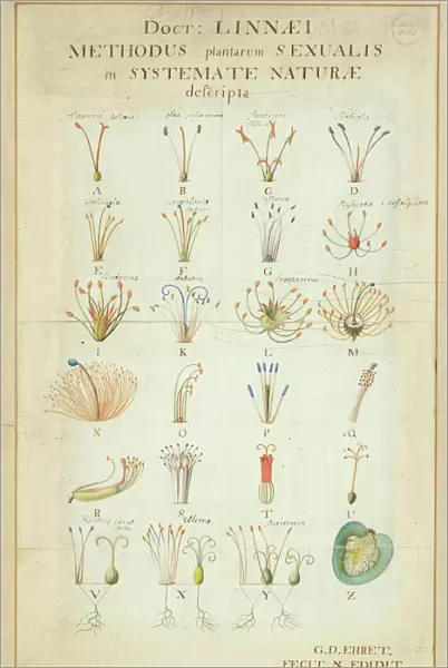 Carl Linnaeuss Systema Naturae (1736)