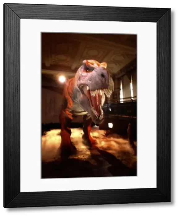 Framed Print : Tyrannosaurus rex Framed Print : Tyrannosaurus rex