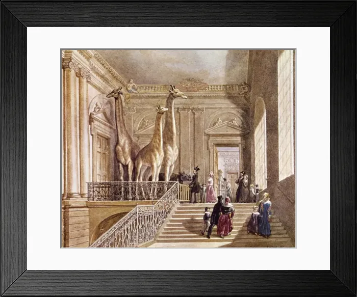 Framed Print : Natural History display at Montagu House Framed Print : Natural History display at Montagu House