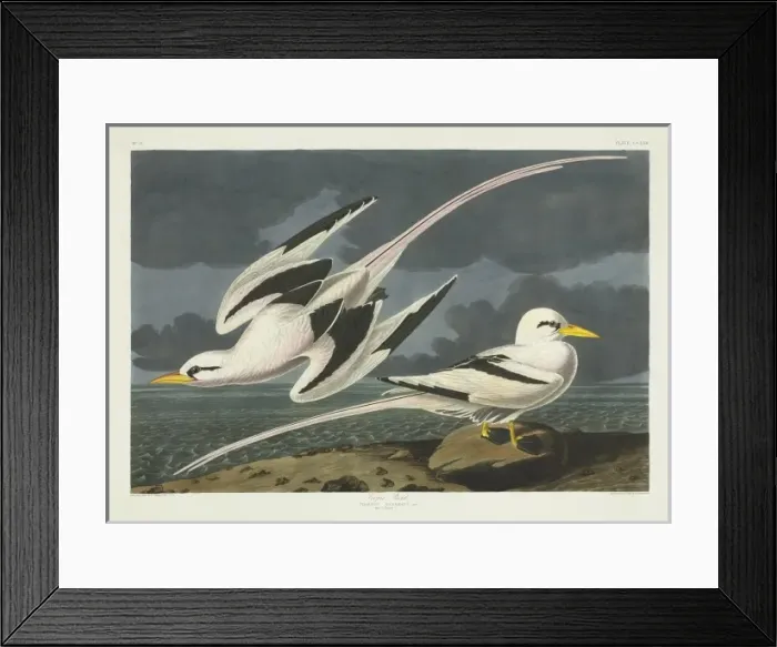 Framed Print : Phaethon lepturus, white-tailed tropicbird Framed Print : Phaethon lepturus, white-tailed tropicbird