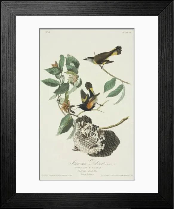 Framed Print : Setophaga ruticilla, American redstart Framed Print : Setophaga ruticilla, American redstart