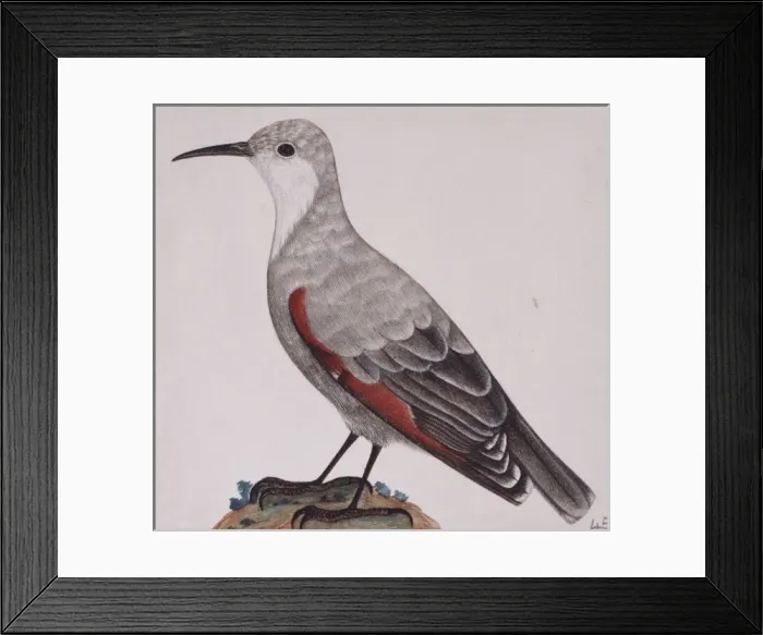 Framed Print : Tichodroma muraria, wallcreeper Framed Print : Tichodroma muraria, wallcreeper