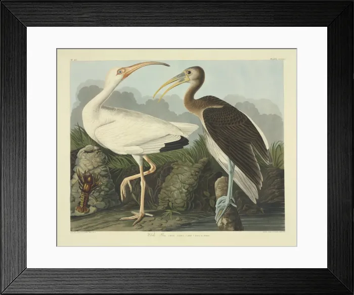 Framed Print : Eudocimus albus, white ibis Framed Print : Eudocimus albus, white ibis