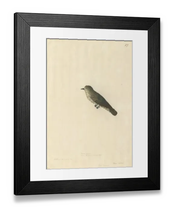 Framed Print : Chrysococcyx lucidus, shining bronze cuckoo Framed Print : Chrysococcyx lucidus, shining bronze cuckoo