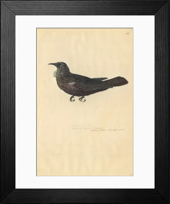 Framed Print : Prosthemadera noveseelandiae, tui Framed Print : Prosthemadera noveseelandiae, tui