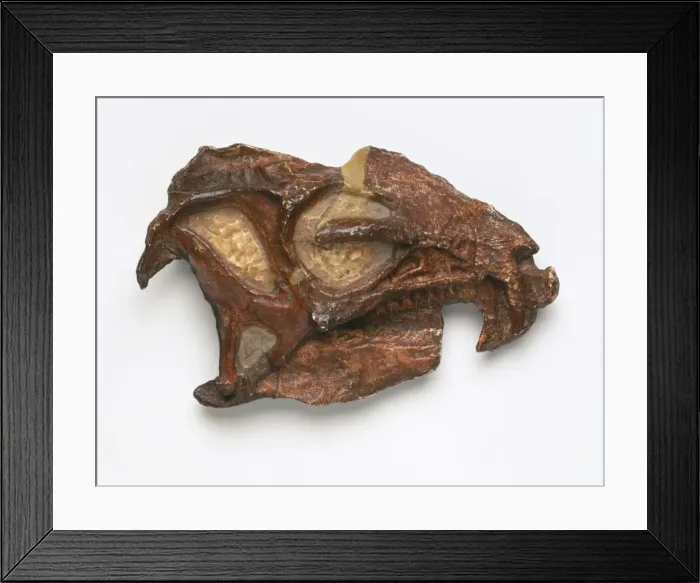Framed Print : Heterodontosaurus skull Framed Print : Heterodontosaurus skull