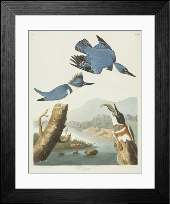 Framed Print : Megaceryle alcyon, belted kingfisher
