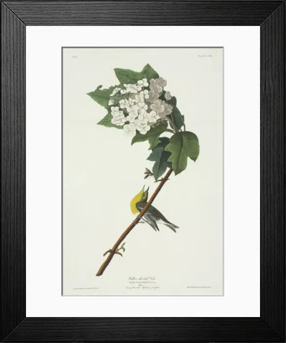 Framed Print : Vireo flavifrons, yellow-throated vireo Framed Print : Vireo flavifrons, yellow-throated vireo