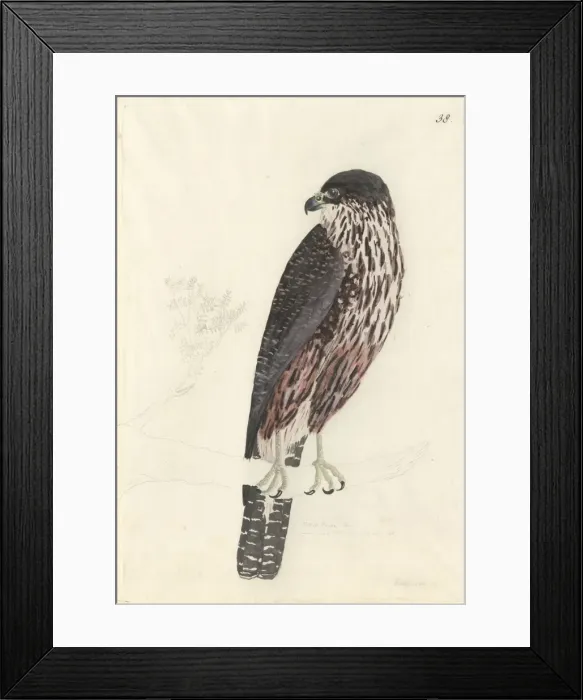 Framed Print : Falco novaeseelandiae, New Zealand falcon Framed Print : Falco novaeseelandiae, New Zealand falcon