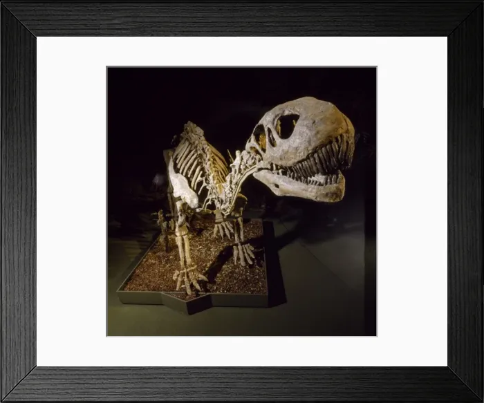 Framed Print : Shunosaurus Framed Print : Shunosaurus