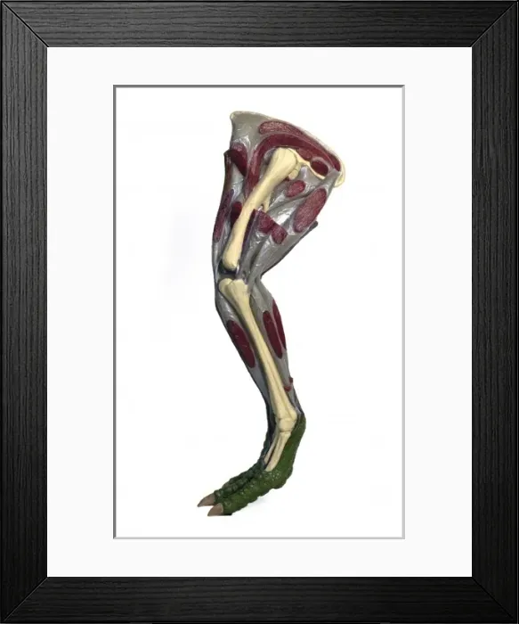 Framed Print : Hypsilophodon leg Framed Print : Hypsilophodon leg