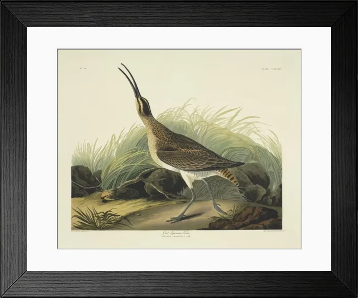 Framed Print : Numenius phaeopus, whimbrel Framed Print : Numenius phaeopus, whimbrel